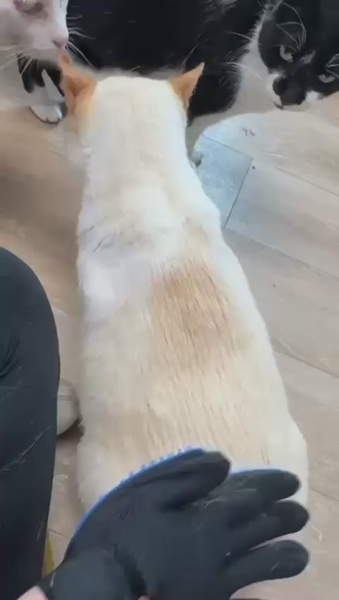 Load video: 👉 Get Yours Today